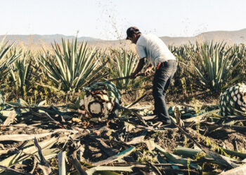Viaja por los pueblos  del mezcal en Oaxaca 