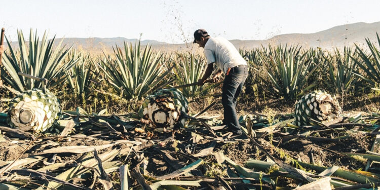 Viaja por los pueblos  del mezcal en Oaxaca 