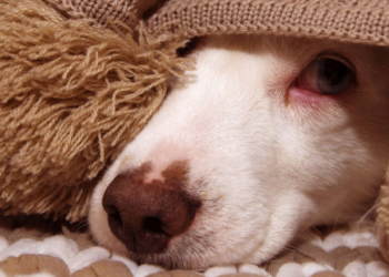 ¿Cómo cuidar la salud de tu mascota en época de frío?