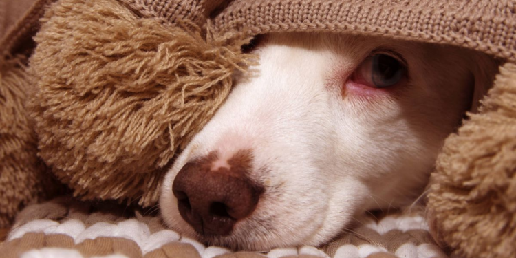 ¿Cómo cuidar la salud de tu mascota en época de frío?