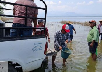 Foto: Sefader // Pescadores pudieron sembrar ya esta semana tilapia tras la recuperación de la presa de Jalapa del Marqués.
