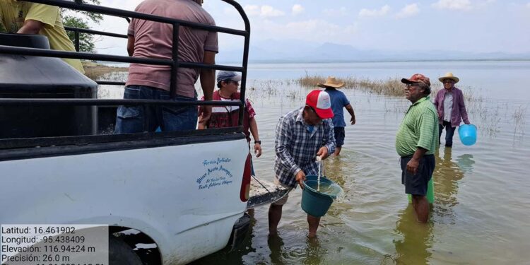 Foto: Sefader // Pescadores pudieron sembrar ya esta semana tilapia tras la recuperación de la presa de Jalapa del Marqués.