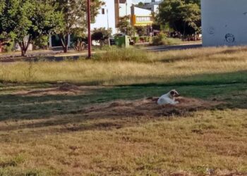 Recientemente se han reportado varios casos de maltrato animal en este municipio.