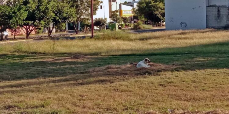 Recientemente se han reportado varios casos de maltrato animal en este municipio.