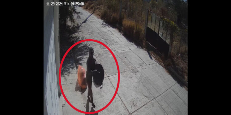 VIDEO | ¡Inseguridad galopante en Huajuapan! Roban hasta botes de basura en vía pública
