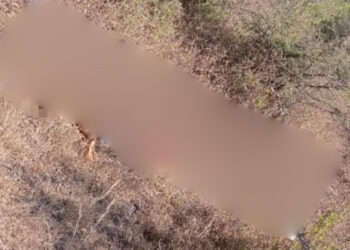 Hallan cadáver putrefacto de hombre en terreno baldío de Acatlima, Huajuapan