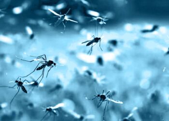 Foto: ilustrativa // Oaxaca notifica un acumulado de mil 913 de casos de dengue no grave, mil 797 con signos de alarma y 281 graves.