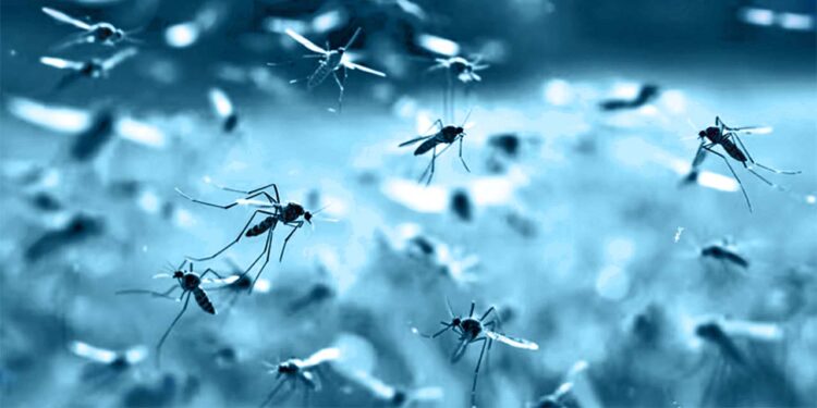 Foto: ilustrativa // Oaxaca notifica un acumulado de mil 913 de casos de dengue no grave, mil 797 con signos de alarma y 281 graves.