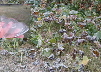 Caen las primeras heladas en Santiago Huajolotitlán, en la Mixteca