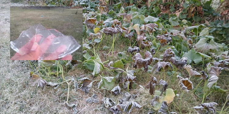 Caen las primeras heladas en Santiago Huajolotitlán, en la Mixteca