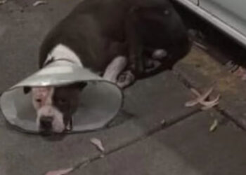 El caso del perrito Óscar y la lucha contra el maltrato animal en México