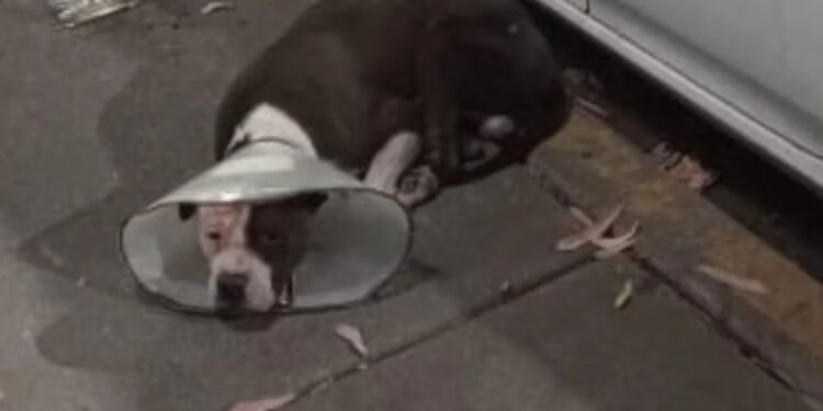 El caso del perrito Óscar y la lucha contra el maltrato animal en México