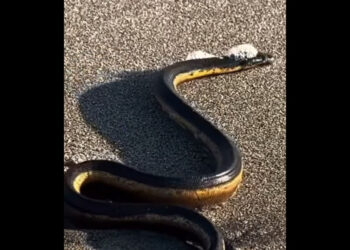 VIDEO | Serpiente marina venenosa sorprende a visitantes en playa Ventanilla, Oaxaca