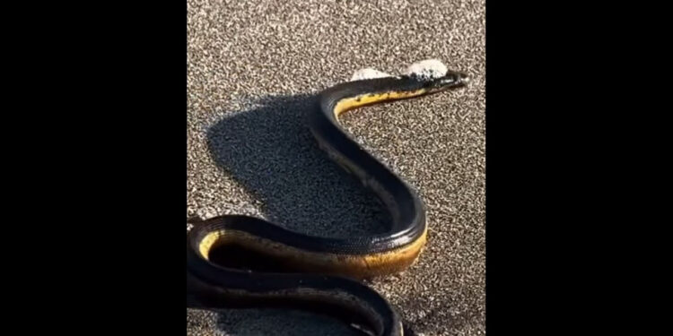 VIDEO | Serpiente marina venenosa sorprende a visitantes en playa Ventanilla, Oaxaca