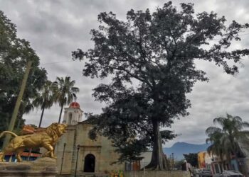 Foto: Lisbeth Mejía // El Higo de Belén, en el costado oriente del Paseo Juárez, El Llano.