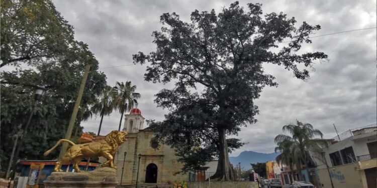 Foto: Lisbeth Mejía // El Higo de Belén, en el costado oriente del Paseo Juárez, El Llano.