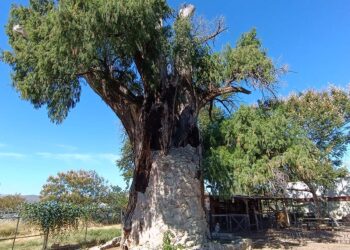 El árbol ha sido testigo de una estación que se convirtió en el Museo del Ferrocarril y donde funciona el Museo Infantil de Oaxaca.