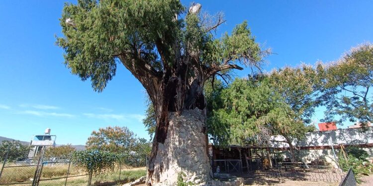 El árbol ha sido testigo de una estación que se convirtió en el Museo del Ferrocarril y donde funciona el Museo Infantil de Oaxaca.
