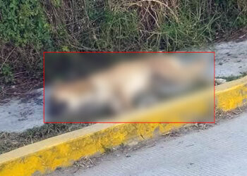 Las mascotas envenenadas en su mayoría quedaron tendidas sin vida en la calle.