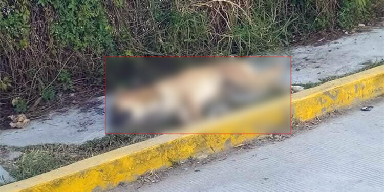 Las mascotas envenenadas en su mayoría quedaron tendidas sin vida en la calle.
