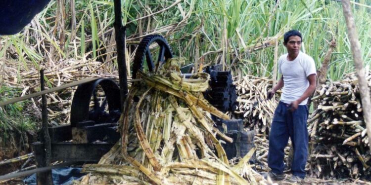 La producción de caña de azúcar está a la baja.