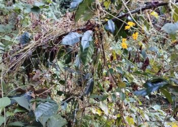 Las plantas productoras de café orgánico pasan por mal momento.