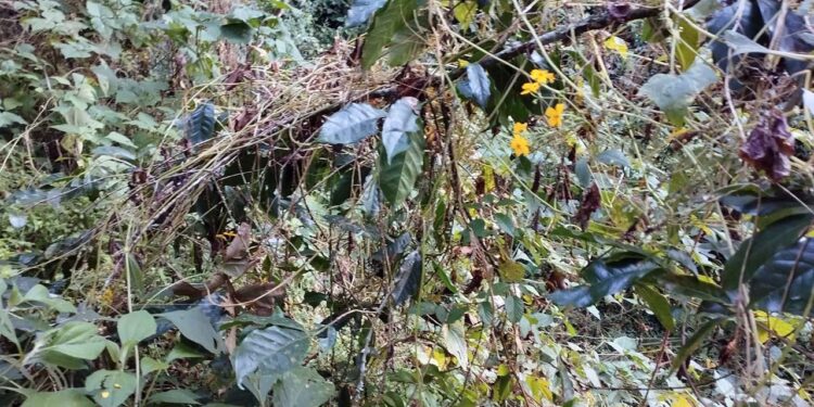 Las plantas productoras de café orgánico pasan por mal momento.