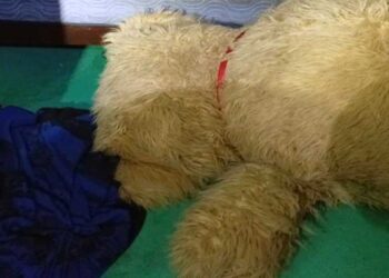 Las primeras investigaciones arrojaron evidentes huellas de violencia en el cuerpo.