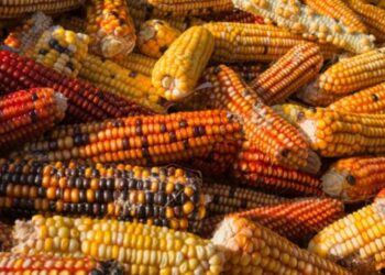 México pierde ante Canadá y EU en disputa sobre maíz transgénico