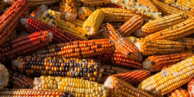 México pierde ante Canadá y EU en disputa sobre maíz transgénico