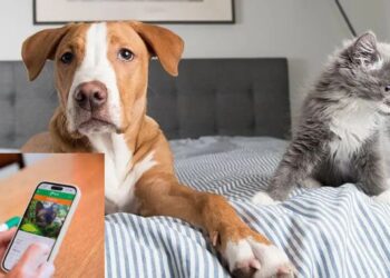 ¡Encuentra a tu peludo! Nueva App Argentina para buscar y adoptar mascotas perdidas