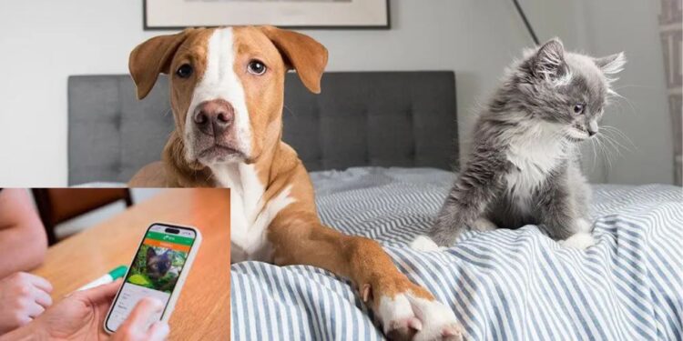 ¡Encuentra a tu peludo! Nueva App Argentina para buscar y adoptar mascotas perdidas