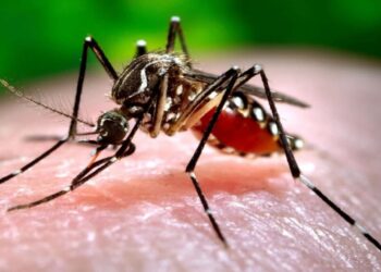 Dengue arrasa América Latina: 7,700 muertos y 12.6 millones de casos en 2024