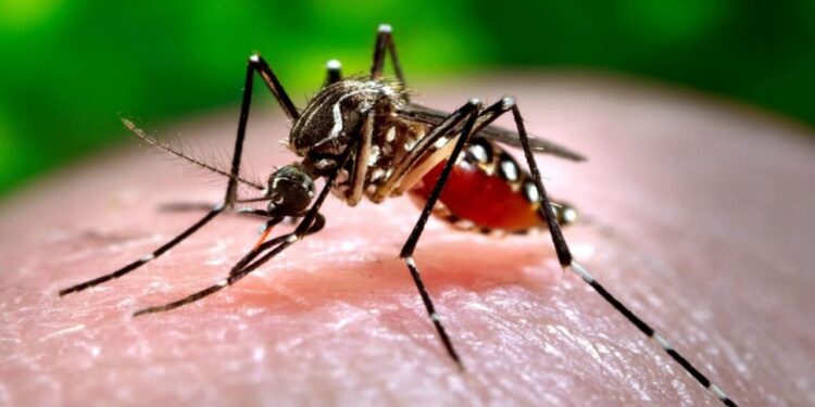 Dengue arrasa América Latina: 7,700 muertos y 12.6 millones de casos en 2024