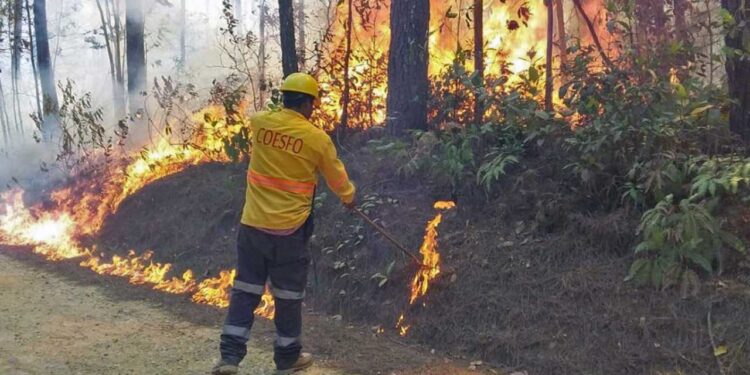 Foto: Archivo El Imparcial // Para prevenir incendios forestales, presentan la plataforma electrónica “Incendios y Quemas Mx”.