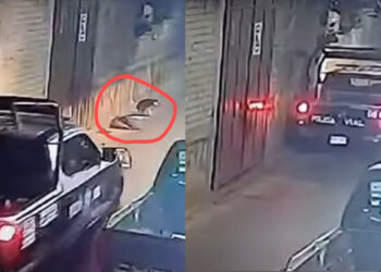 VIDEO | ¡Indignación en Zaachila! Policía Vial atropella perro y no se detiene