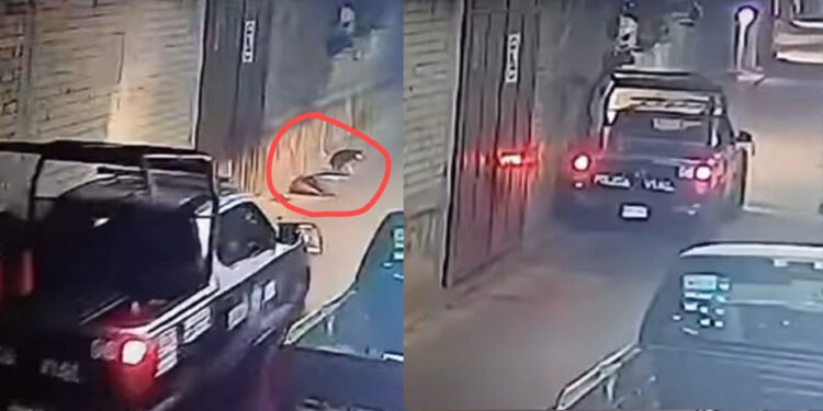 VIDEO | ¡Indignación en Zaachila! Policía Vial atropella perro y no se detiene