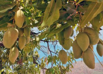 Pidieron una reunión con los productores de mango para que no se pierda la cosecha en el 2025.