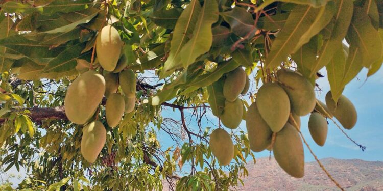 Pidieron una reunión con los productores de mango para que no se pierda la cosecha en el 2025.