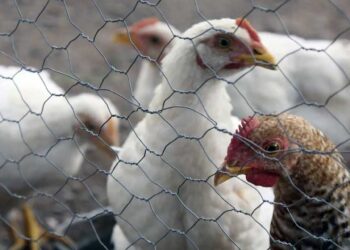 Foto: internet – ilustrativa // En la entidad oaxaqueña, de acuerdo a las autoridades del sector salud, no se tiene casos sospechosos o confirmados de esta enfermedad en animales o humanos.