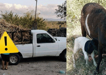 Asaltan a familia y les roban camioneta con borregos en San Blas Atempa