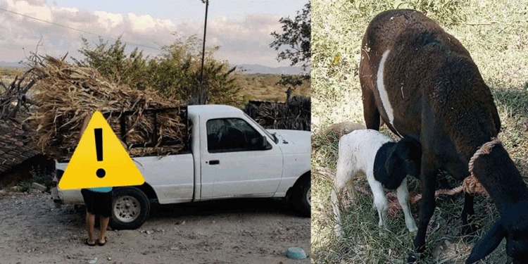 Asaltan a familia y les roban camioneta con borregos en San Blas Atempa