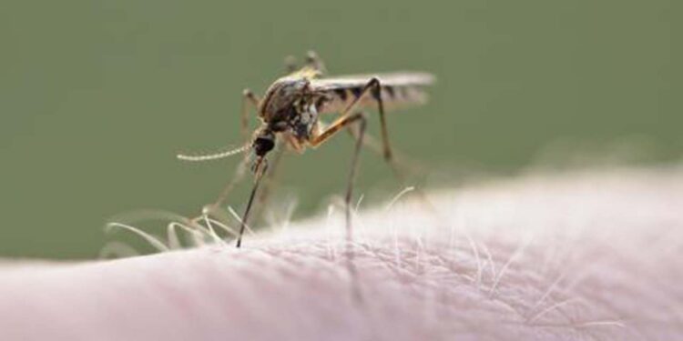Foto: ilustrativa // Confirman 4,067 casos de dengue.