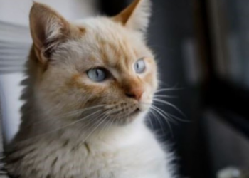 Alerta en EU: Retiran alimentos para mascotas contaminados con gripe aviar tras la muerte de un gato