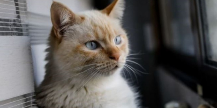 Alerta en EU: Retiran alimentos para mascotas contaminados con gripe aviar tras la muerte de un gato