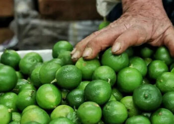 ¡Ejecutan a productor limonero en Michoacán! Violencia contra sector agrícola sigue en aumento