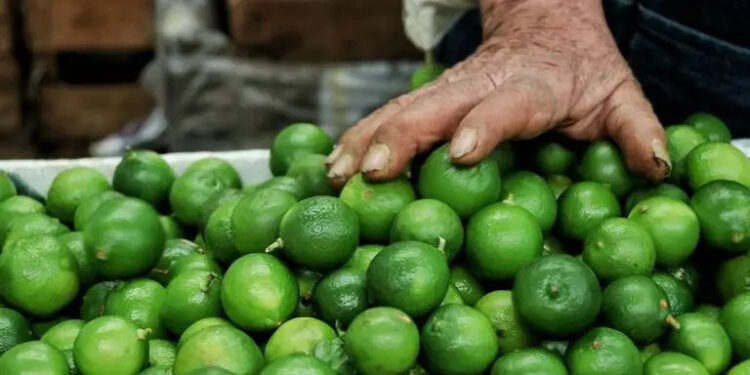 ¡Ejecutan a productor limonero en Michoacán! Violencia contra sector agrícola sigue en aumento