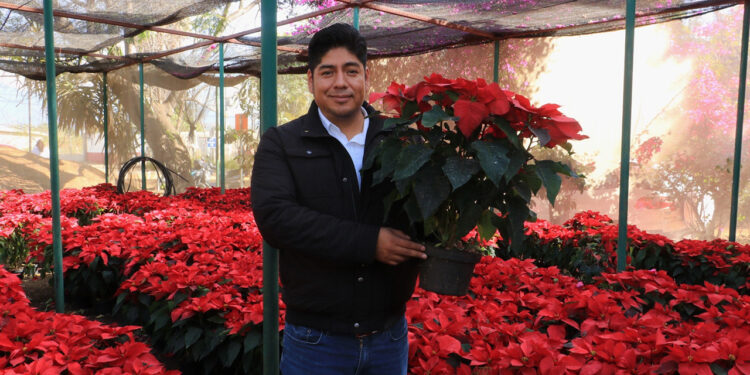 Marchita, la venta de Nochebuena en Oaxaca