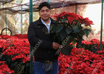 ¡La Flor de Nochebuena! Un símbolo de Navidad y tradición en Oaxaca