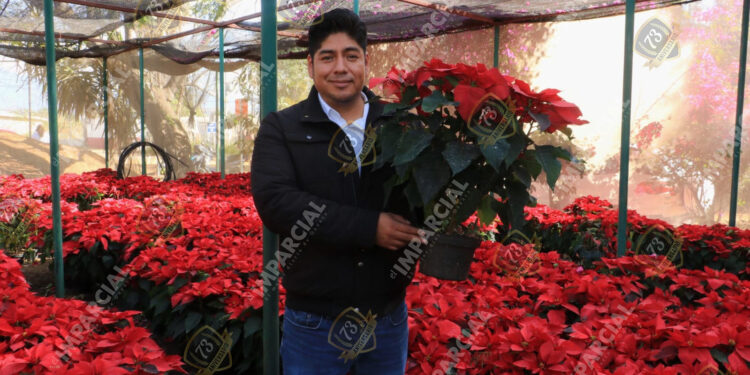 ¡La Flor de Nochebuena! Un símbolo de Navidad y tradición en Oaxaca